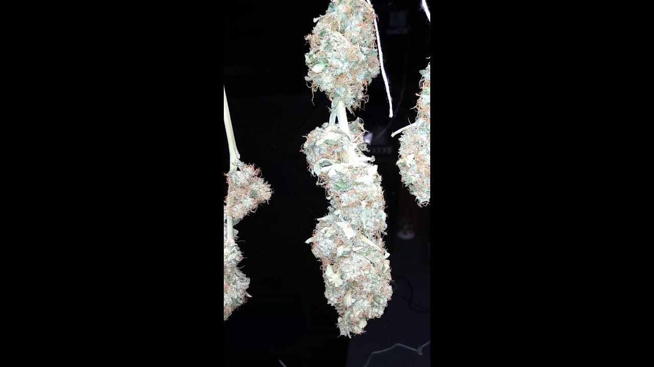 Gorilla Glue Gone at Day 54