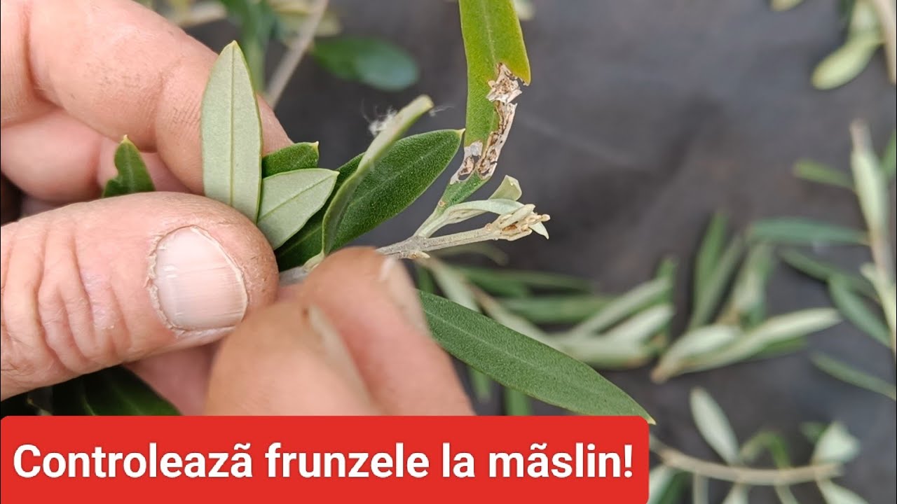 Ingrijire maslin . Ce trebuie sa stim