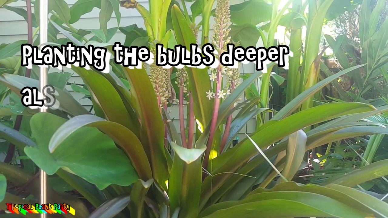 Amazing Pineapple Lily! // Eucomis // Tropical plant party