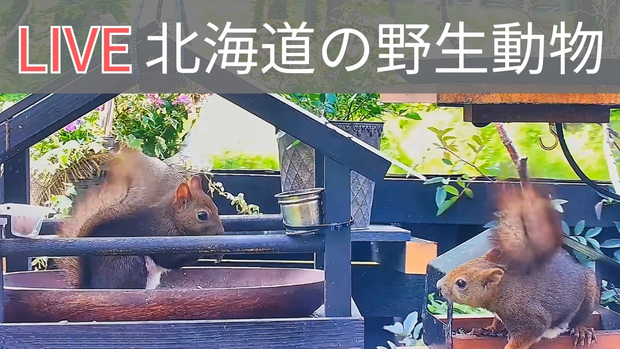 エゾリスと野鳥とキタキツネのライブカメラ/Birds Squirrels Fox webcam in Hokkaido Japan