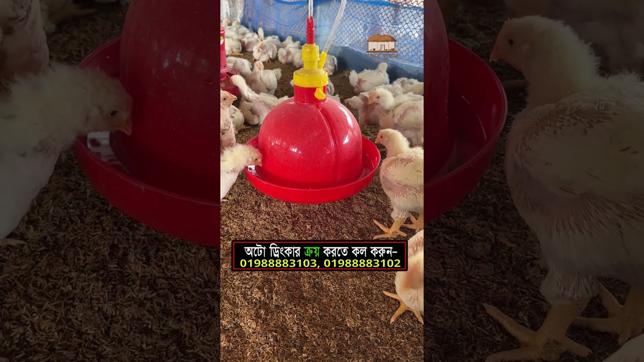 Auto drinker for poultry #poultry #chicken #farming #drinker #agro