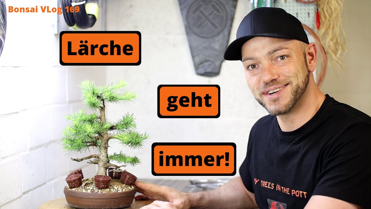 Mein ältester Baum in einer Schale - jap. Lärche 