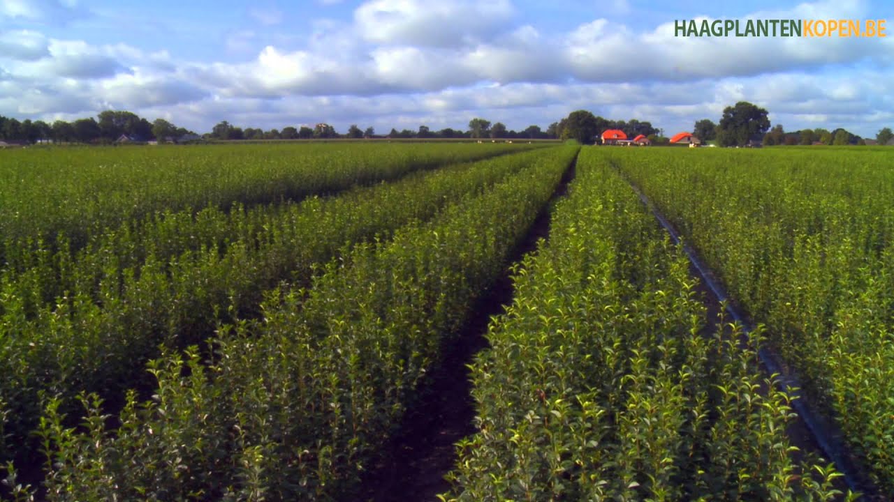 Haagplanten met blote wortel