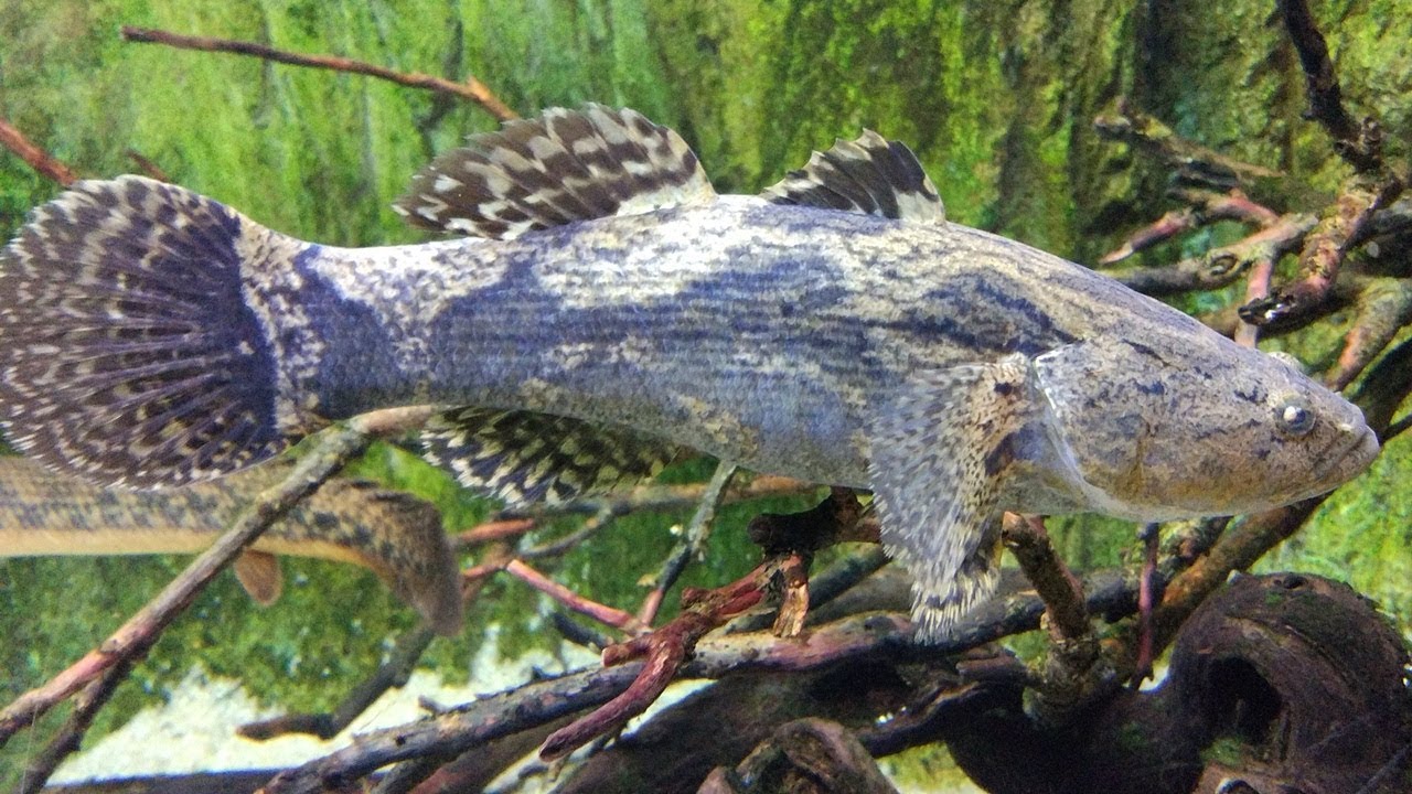 El gobio de mármol (Oxyeleotris marmorata) Ficha Técnica