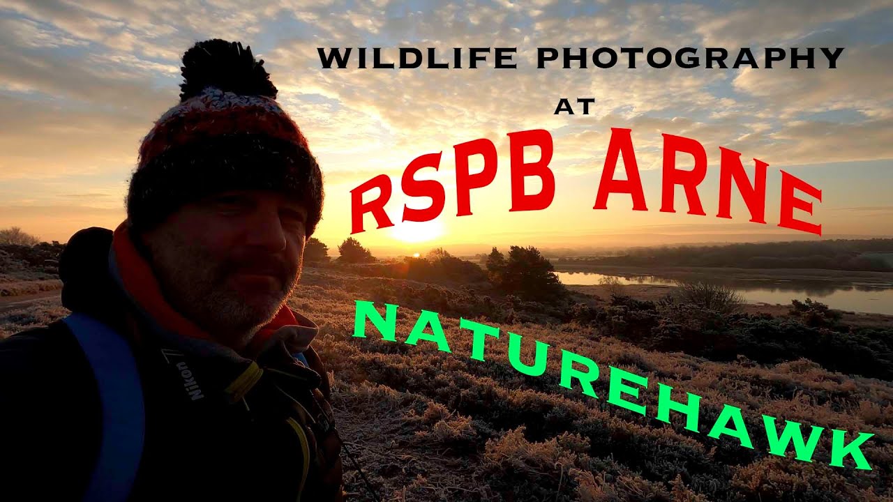Wildlife Photography at RSPB Arne...