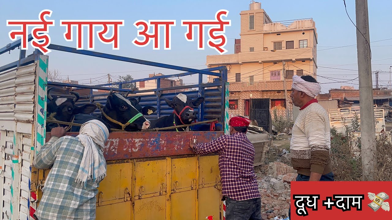 फ़ार्म पे नई गाय आ गई #newcow #dairyfarm |dairy farm profit |hf cow |how to start Gir cow dairy farm