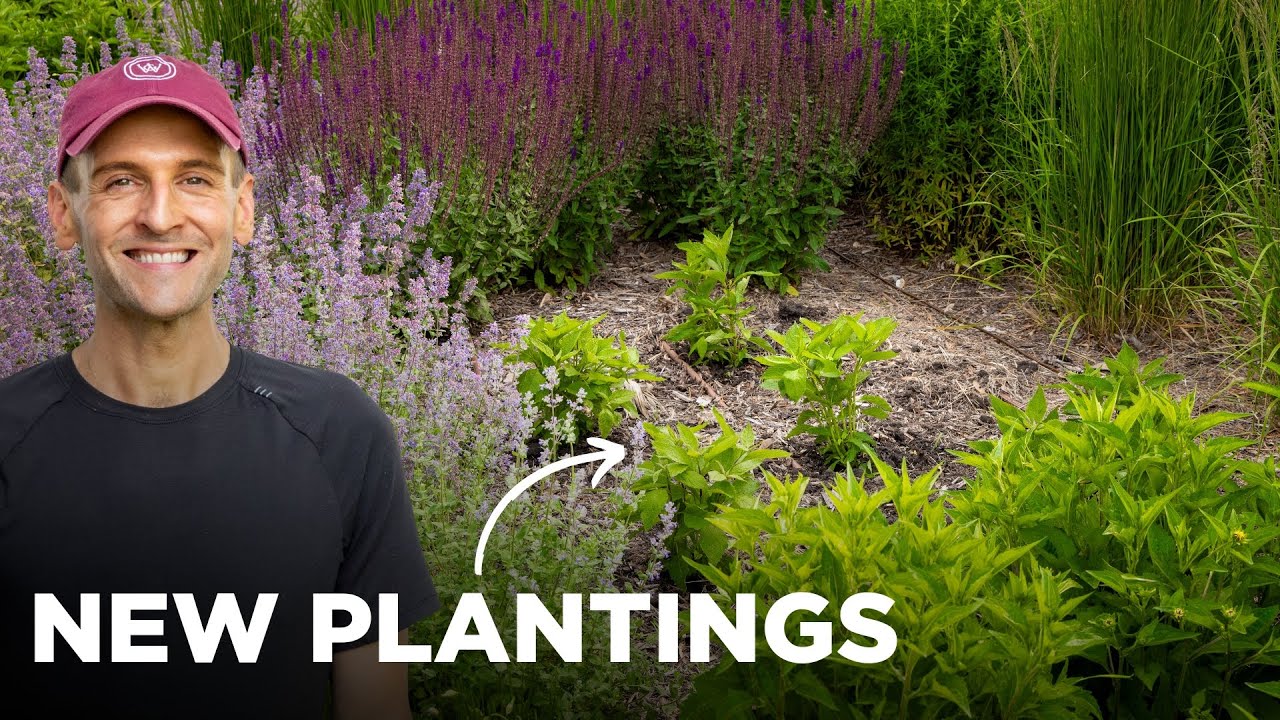 Planting Geranium, Joe Pye Weed, and Harvesting Broccoli