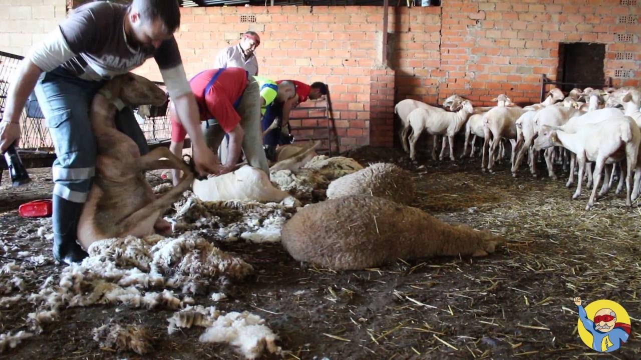 C&oacute;mo esquilar a una oveja - Teaser de Pastor con Misuperabuelo