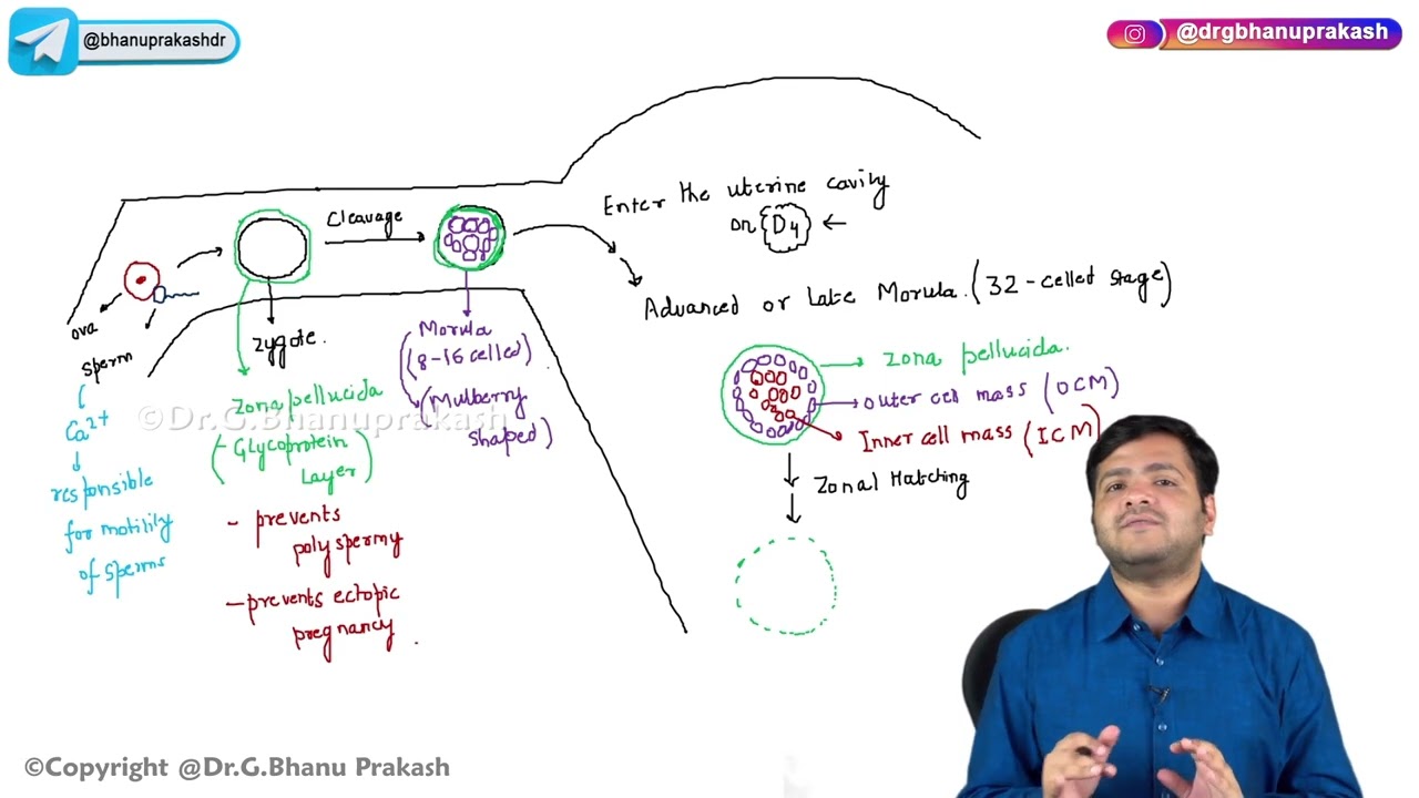 9. First Week of Development: Embryology