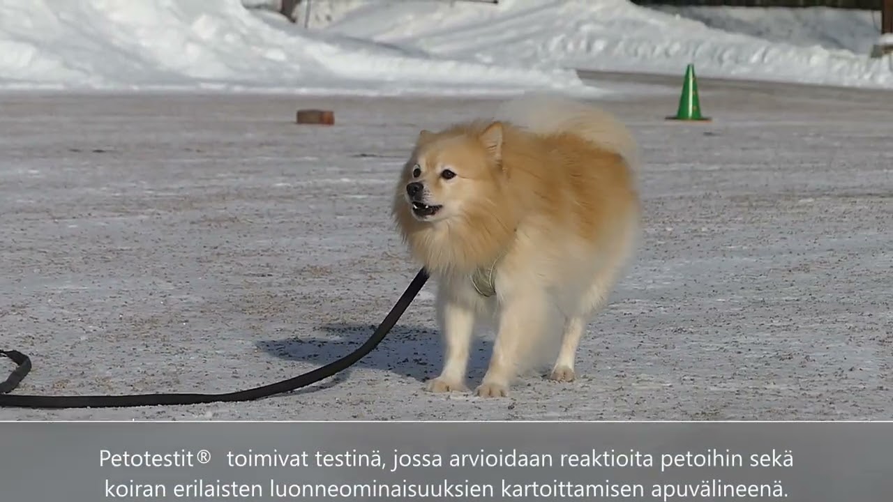 Keskikokoinen villakoira Turo pisti Mauri-villisian ojennukseen