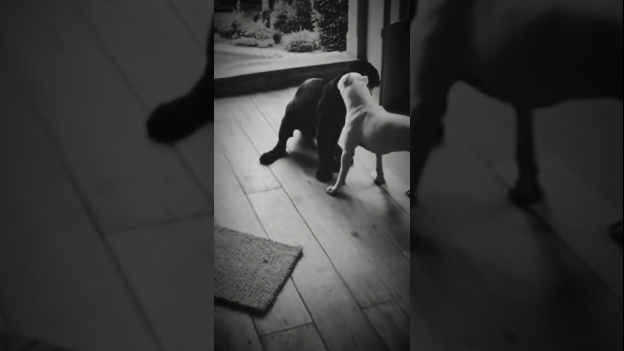 Dogo Argentino vs Black Puma&mdash; A Rare Survival Moment