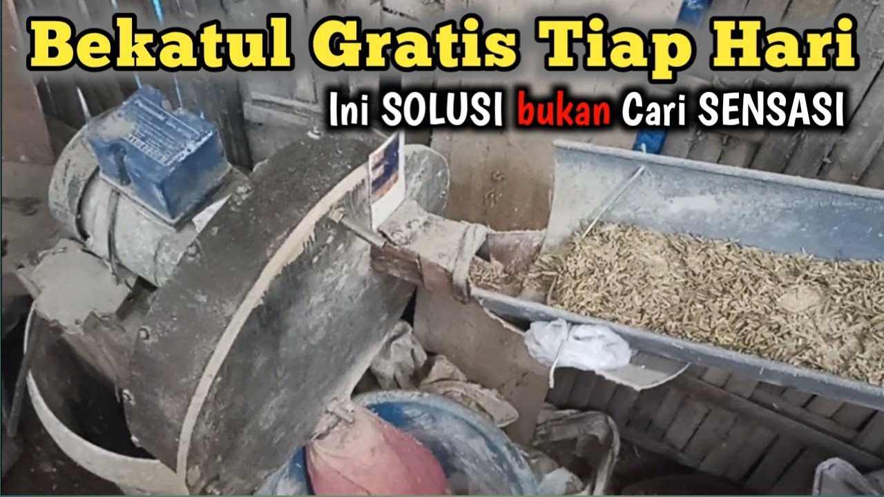 mudah dan hemat‼️ Peternak mandiri tambah happy - proses pembuatan Bekatul dari sekam