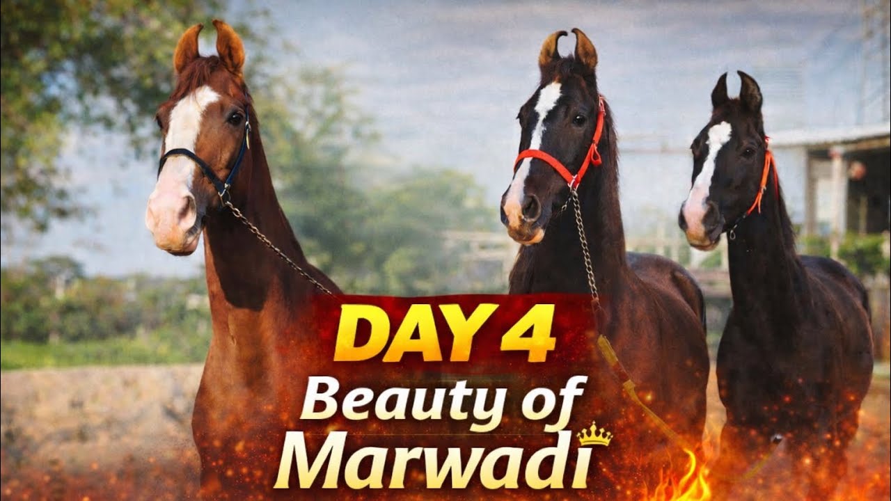 Powerful Entry of My Horse 🔥#marvadihorse #trending #viral #horsephotography 