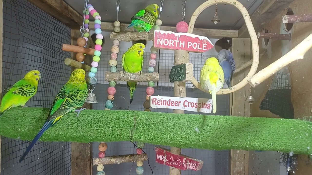 How Smart Are Parrots? Let’s Test Them!