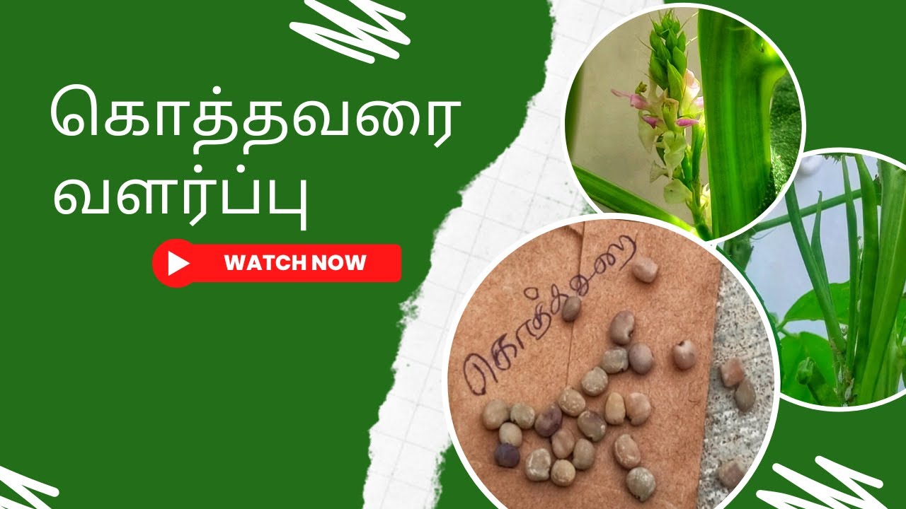 கொத்தவரங்காய் செடி வளர்ப்பது எப்படி? Kothavarai Chedi Valarpathu Eppadi? How to Grow Cluster Beans?
