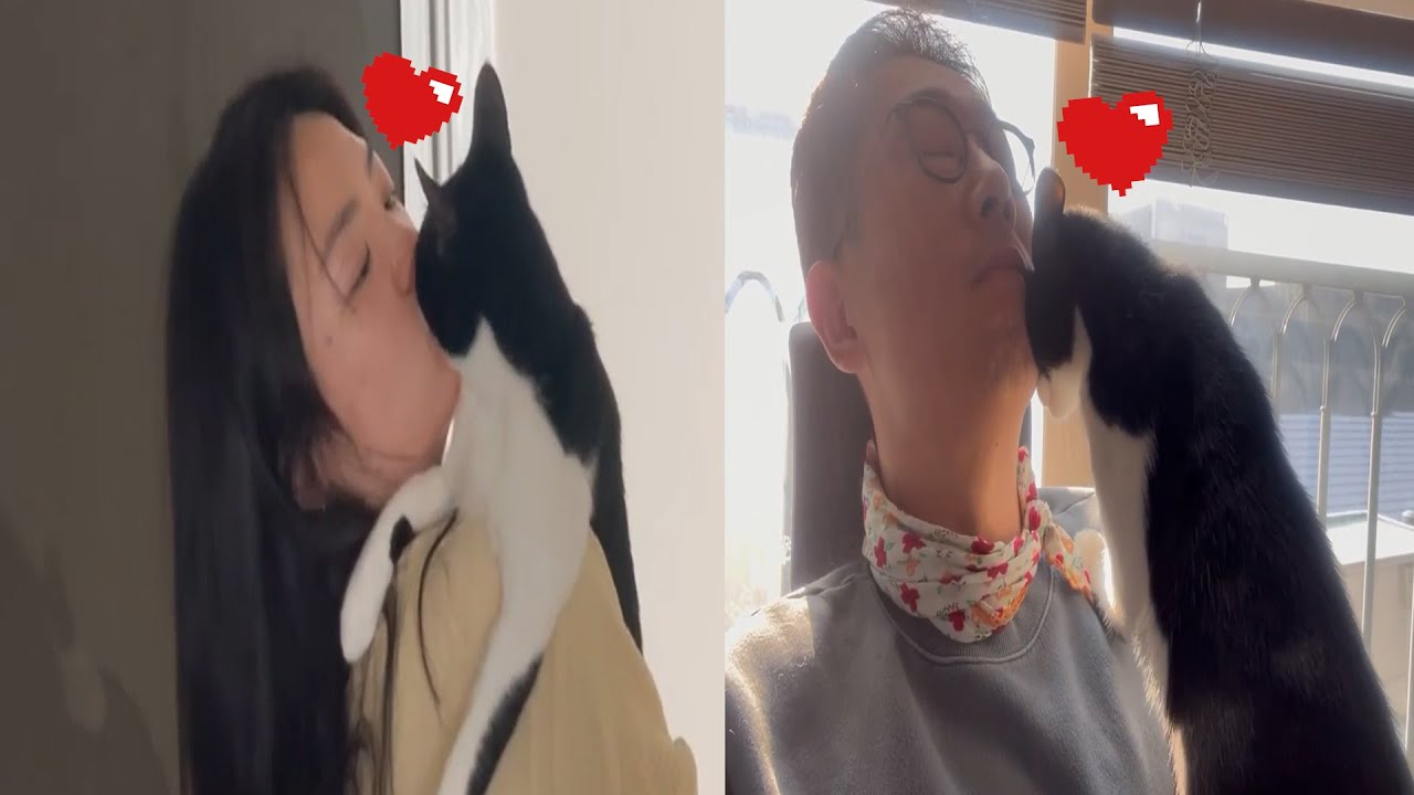 길냥이 출신 고양이가 이젠 집사로 받아들인 증거ㅋㅋ 뽀뽀부터 박치기까지ㅋㅋ 고맙다❤️