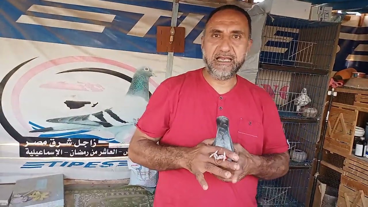 كيفيه سبق الزاجل وحساب السرعات