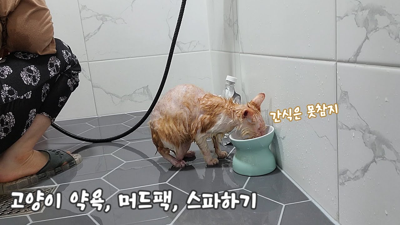 우리집 고양이는 혼자 남아있어도 스파 짱 잘해요♥