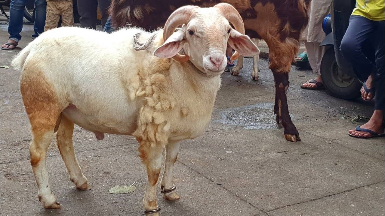 Takoli goats 2020 🐐 || full entertainment || Deonar 2020