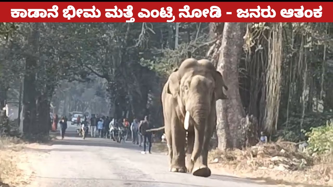 ಕಾಡಾನೆ ಭೀಮ ಎಂಟ್ರಿ ಮತ್ತೆ ಮೈನ್ ರೋಡ್ ನಲ್ಲಿ ಜನಸಾಗರ ನೋಡಿ | wild elephant Bhima entry viral 