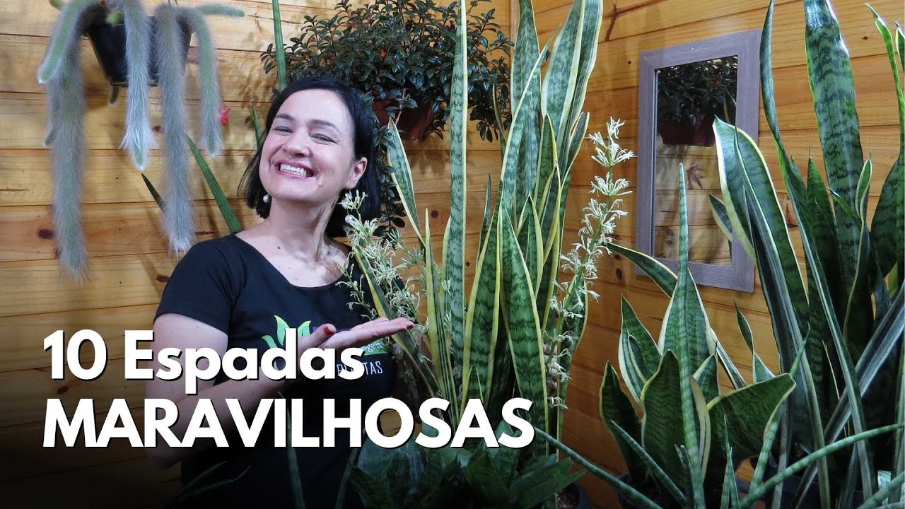 10 Sansevierias (Dracenas) MARAVILHOSAS!
