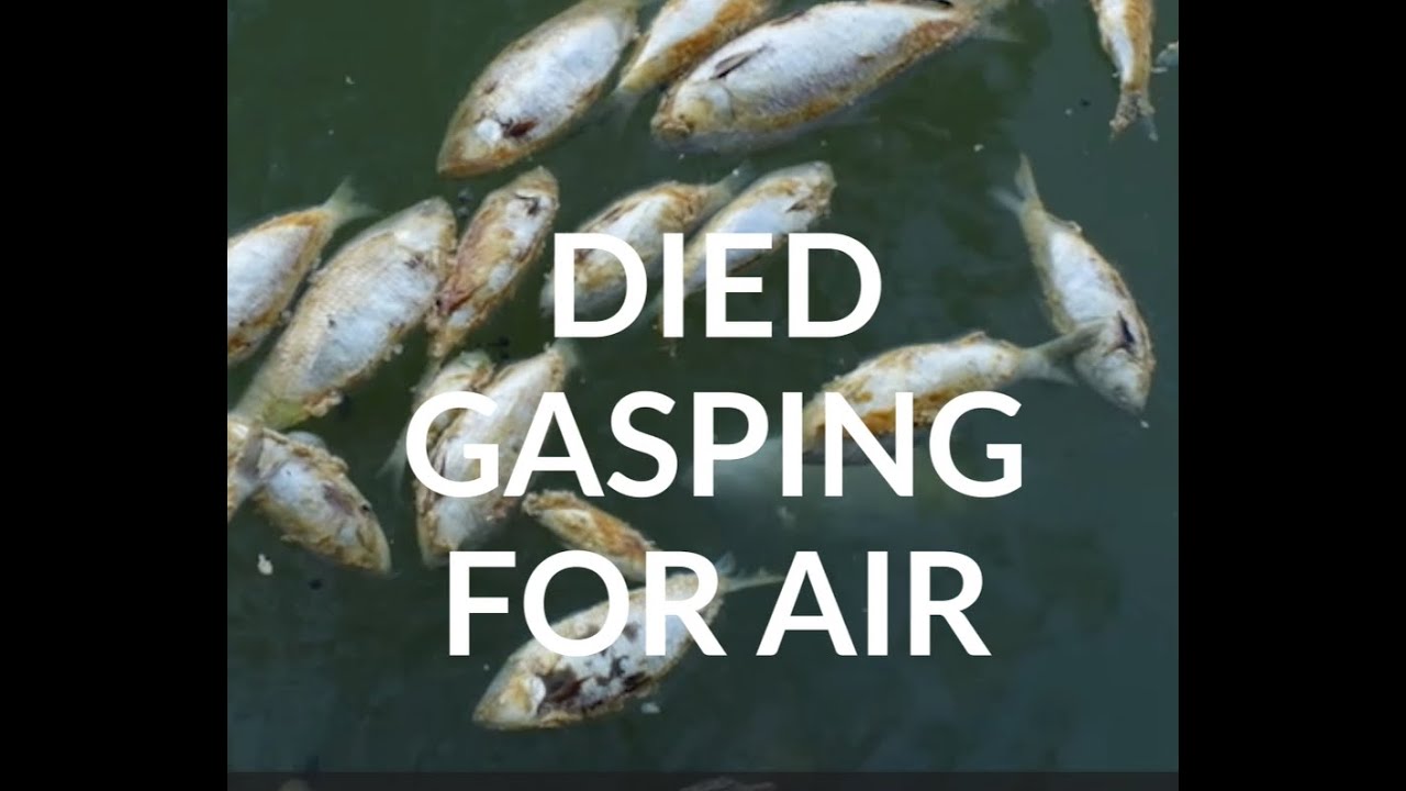 MASS FISH KILL EXPLAINED - what's really behind the crisis in the Murray-Darling?