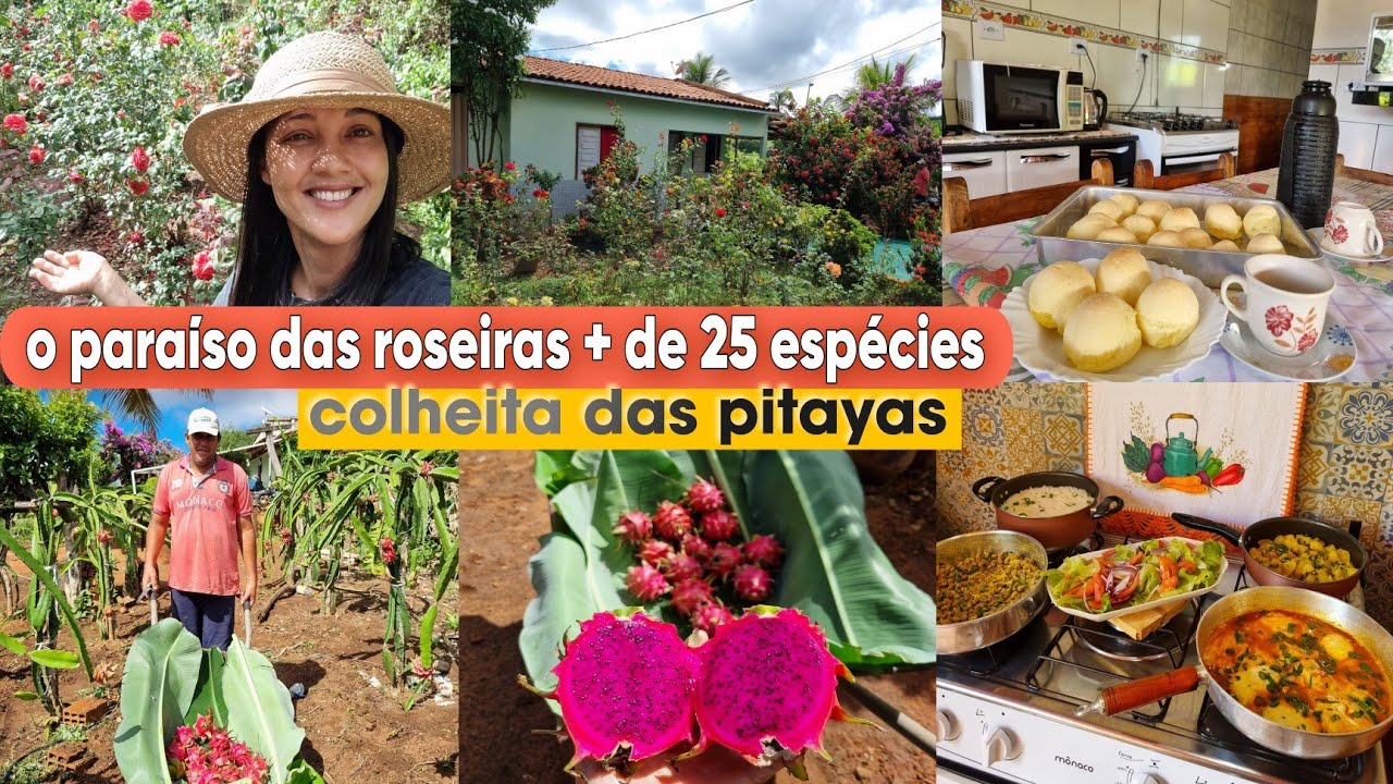 Fui na casa da minha VIZINHA/ fazendo colheita de  PITAYAS/ OLHA quantas 🌹🌹almoço do dia