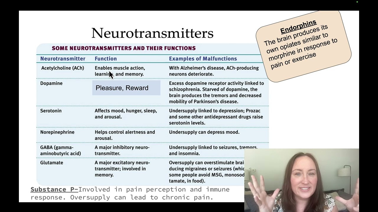 Mod 1.3A Neurons and Endocrine System AP Psych