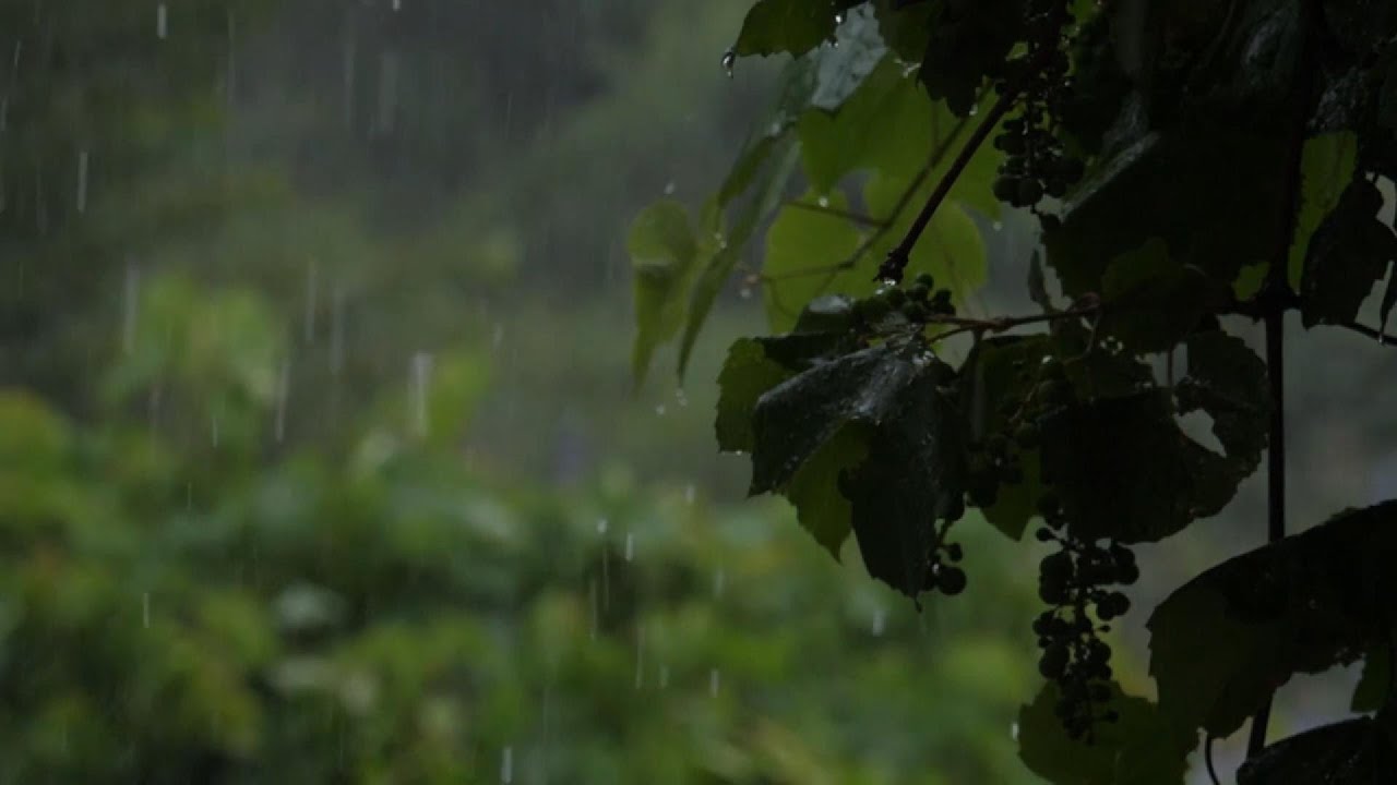 Calming Forest Rain Ambience | Study, Relax & Sleep | 4 Hours