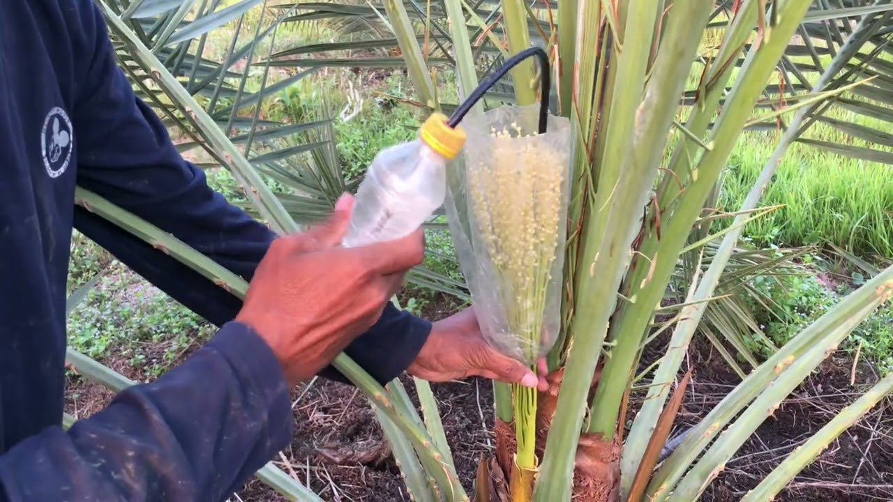 ផ្សំលម្អងល្មើរ/ Pollination of Date Palm