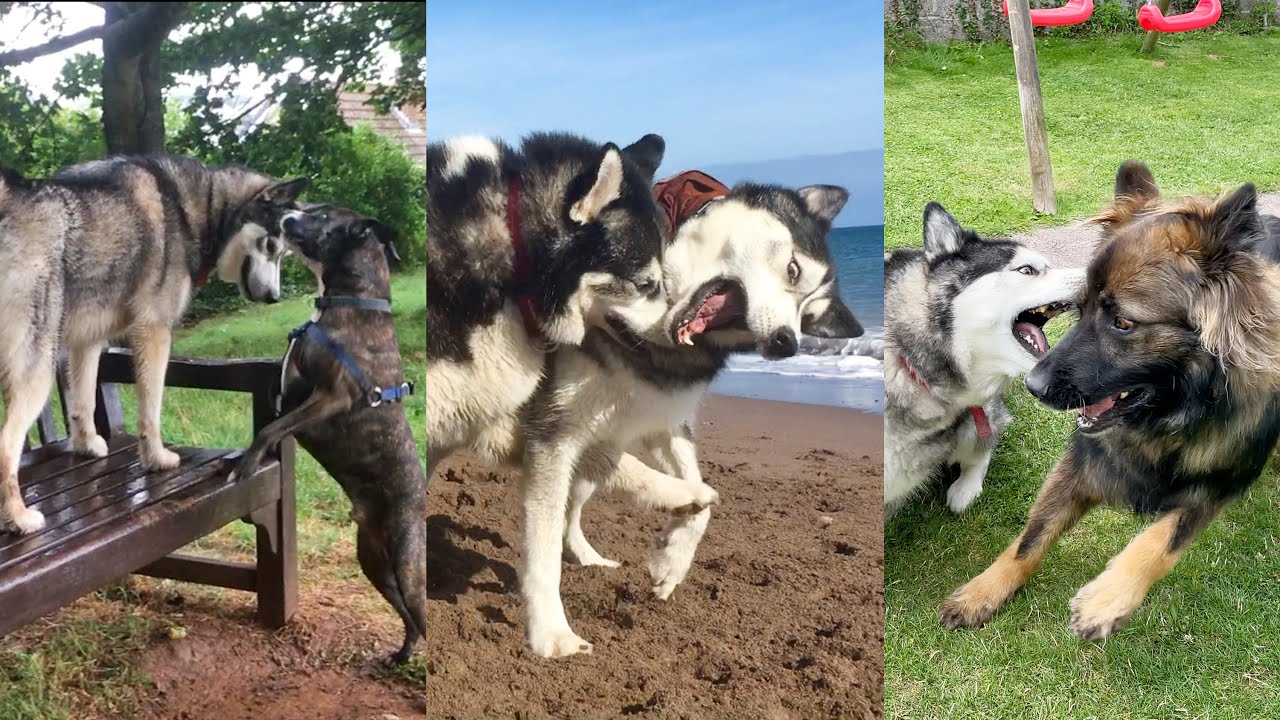 Key The Husky Making Friends Over The Years!