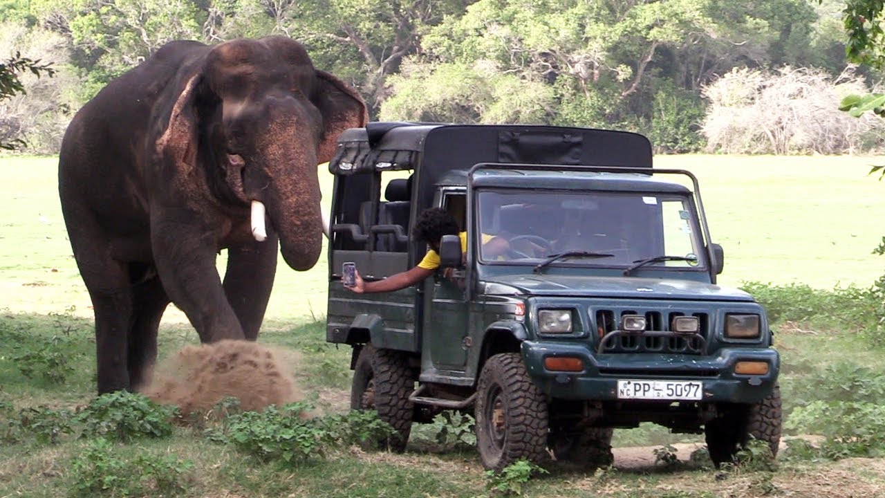 Majestic elephant approached the safari jeep | Elephant | Animals | Wildlife #elephant #wild