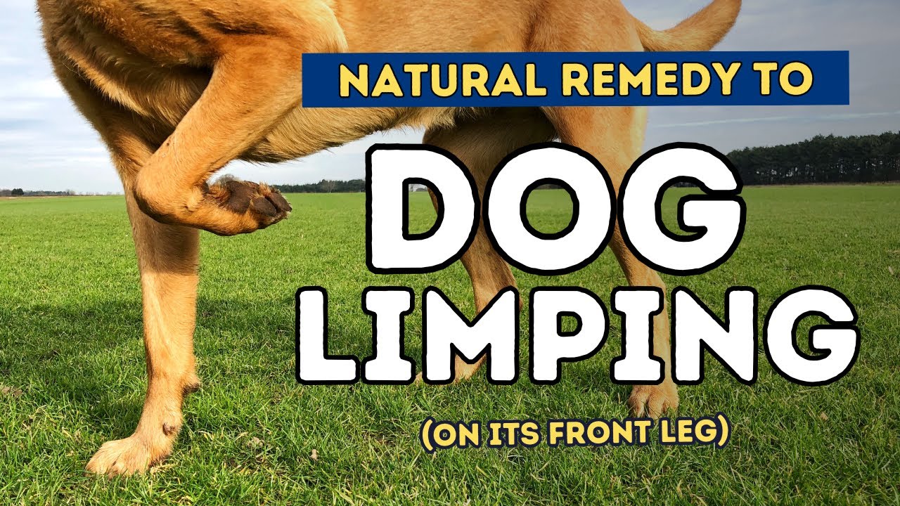 Dog Limping on Front Leg