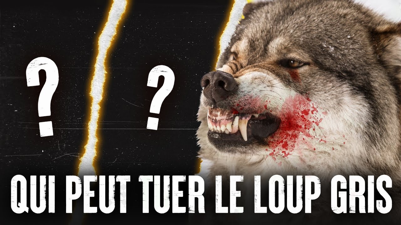 5 ANIMAUX qui pourraient VAINCRE un LOUP GRIS