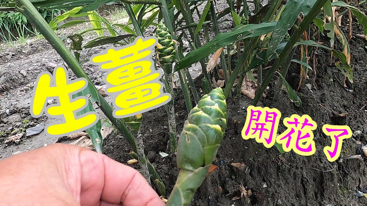 我種的生薑開花了