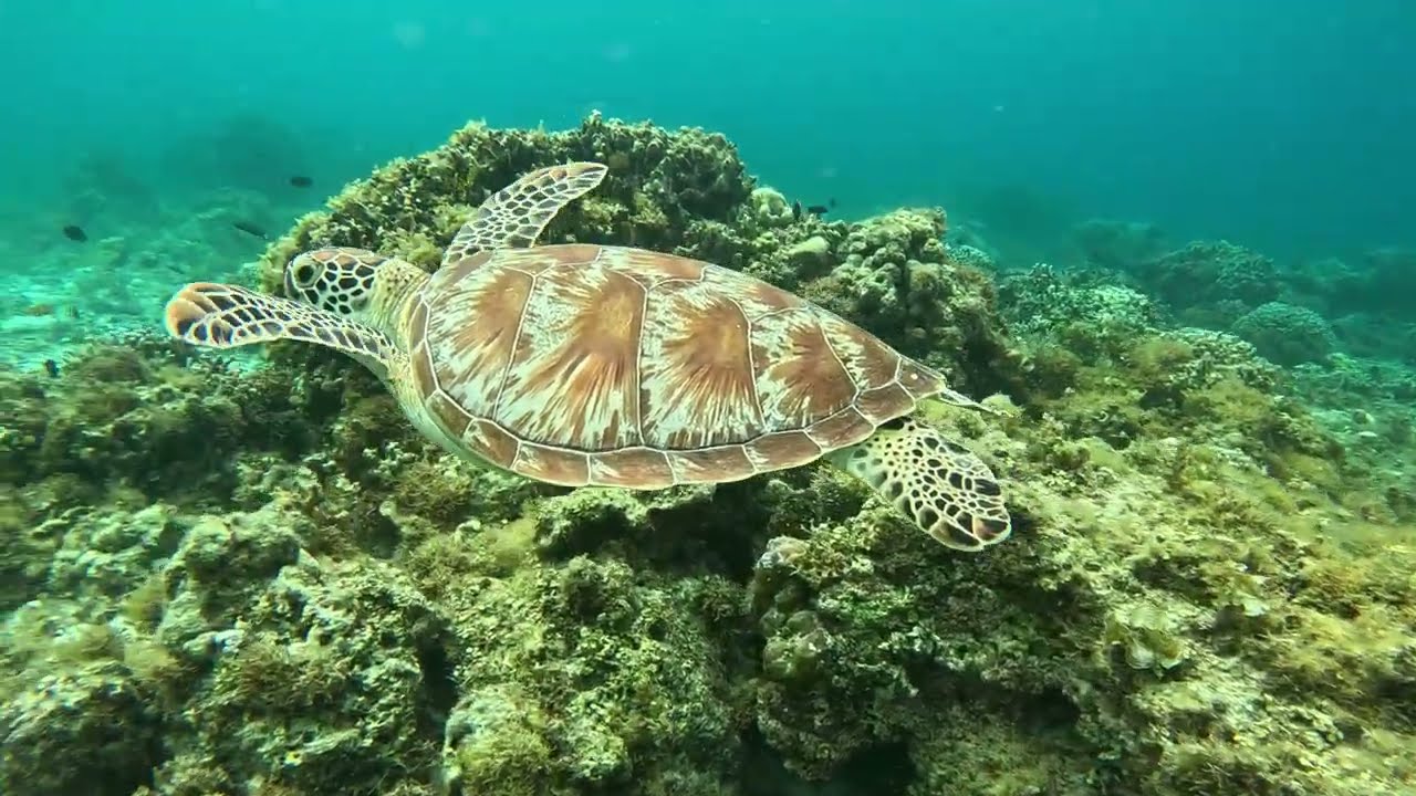 Buceo en Filipinas/ Diving in the Philippines  04  FILIPINAS 2025Filipinas  Video 04 2025