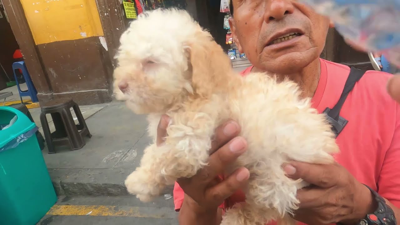 CONTINÚA la VENTA ILEGAL de ANIMALES en el CENTRO de  LIMA!! ME INFILTRÉ Y ESTO FUE LO QUE PASÓ