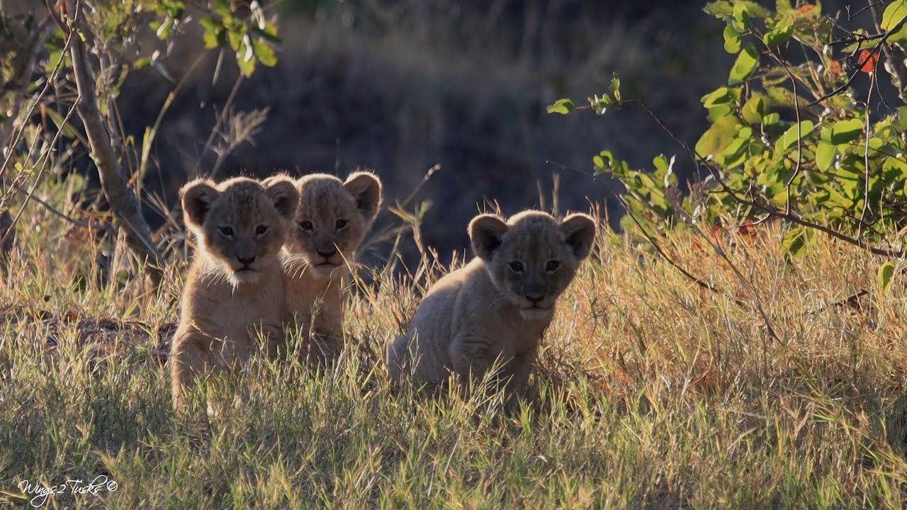 PART I:  Incredibly cute lion cubs waiting for mom's return