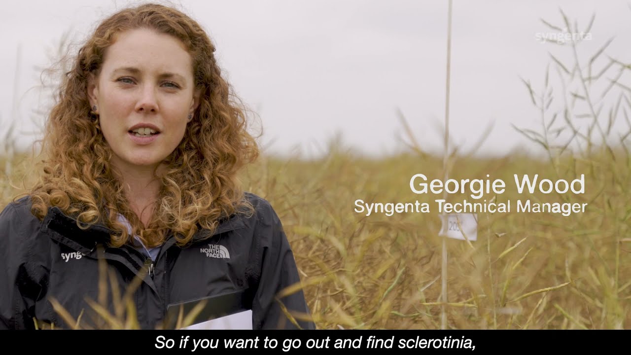 How to Identify Sclerotinia in OSR
