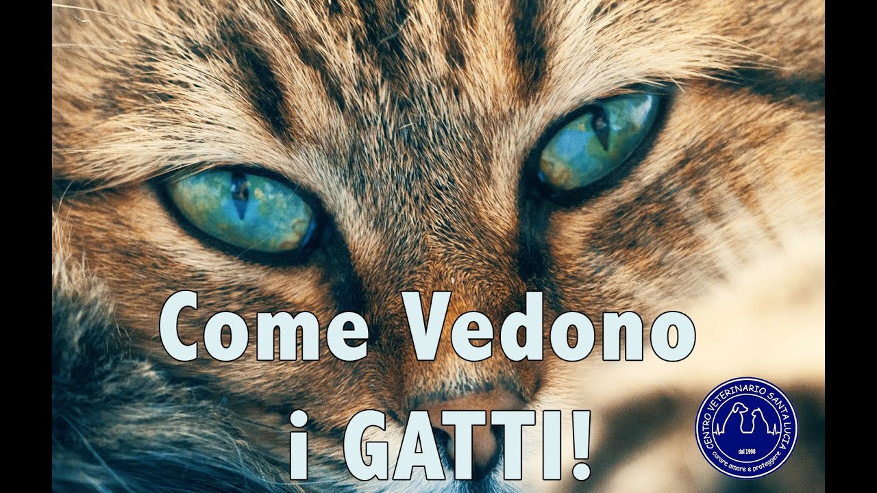 61 - Come vedono i colori i nostri animali (seconda parte: come vedono i gatti)