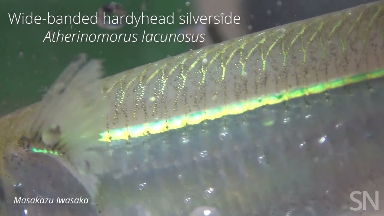 See how a silvery fish can sparkle blue and yellow | Science News