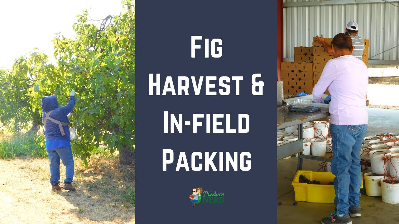 How Fresh Figs are Harvested & Packed in the Field in California