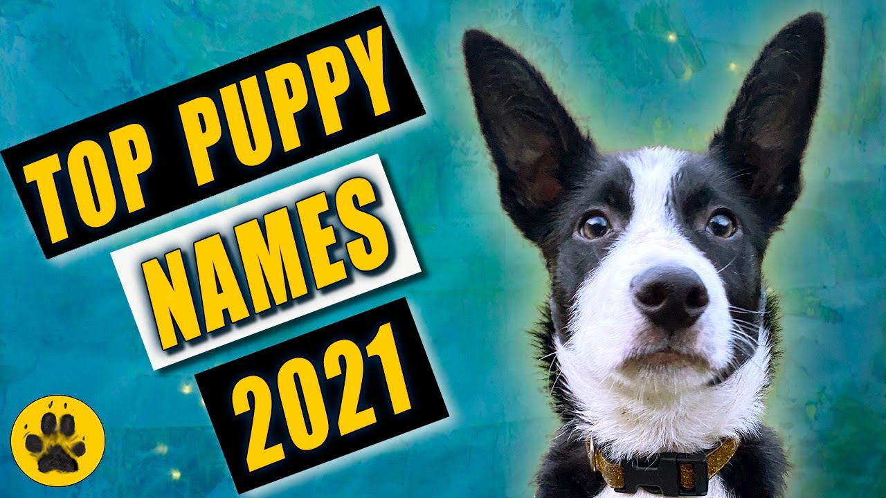 Top Puppy Names 2021