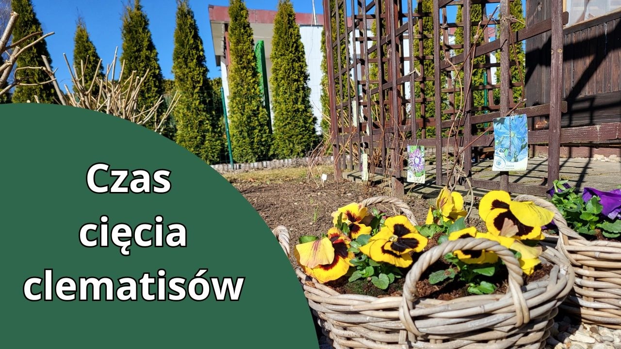 Время обрезки клематиса 🏵🌸💮 Я высаживаю первые растения