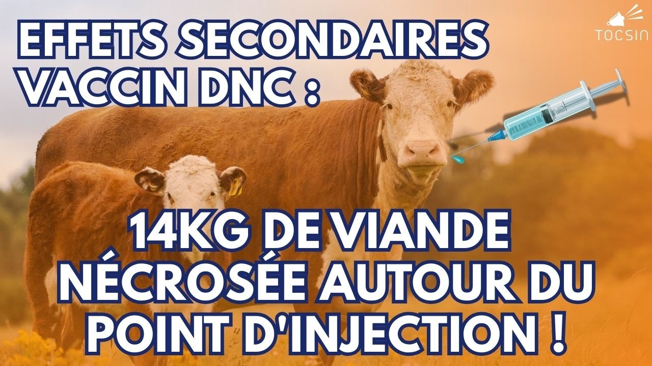 « Il y a d'énormes pressions sur les vétos et les éleveurs pour cacher les effets secondaires ! »