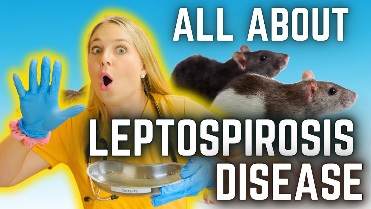 Leptospirosis in pets! | Vet Easily Explains