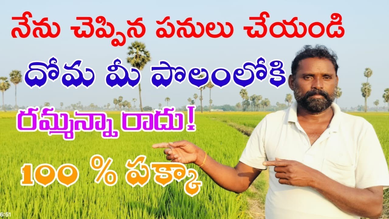 నేను చెప్పిన పనులు  చేయండి దోమ మీ పొలంలోకి రానే రాదు#agricultural 