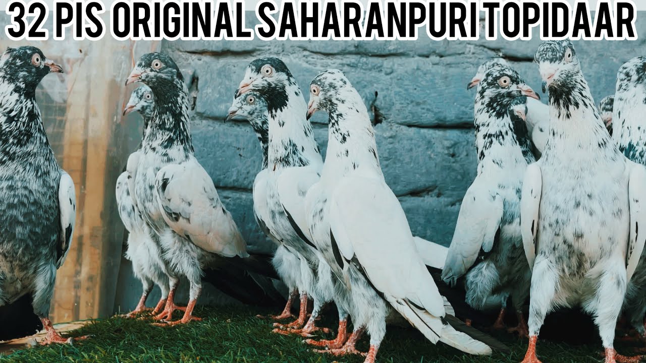 21/01/2026 | 32 PIS ORIGINAL SAHARANPURI TOPIDAAR | PURE NASAL WALE | 7895507817 | FULL GURRENTED | 