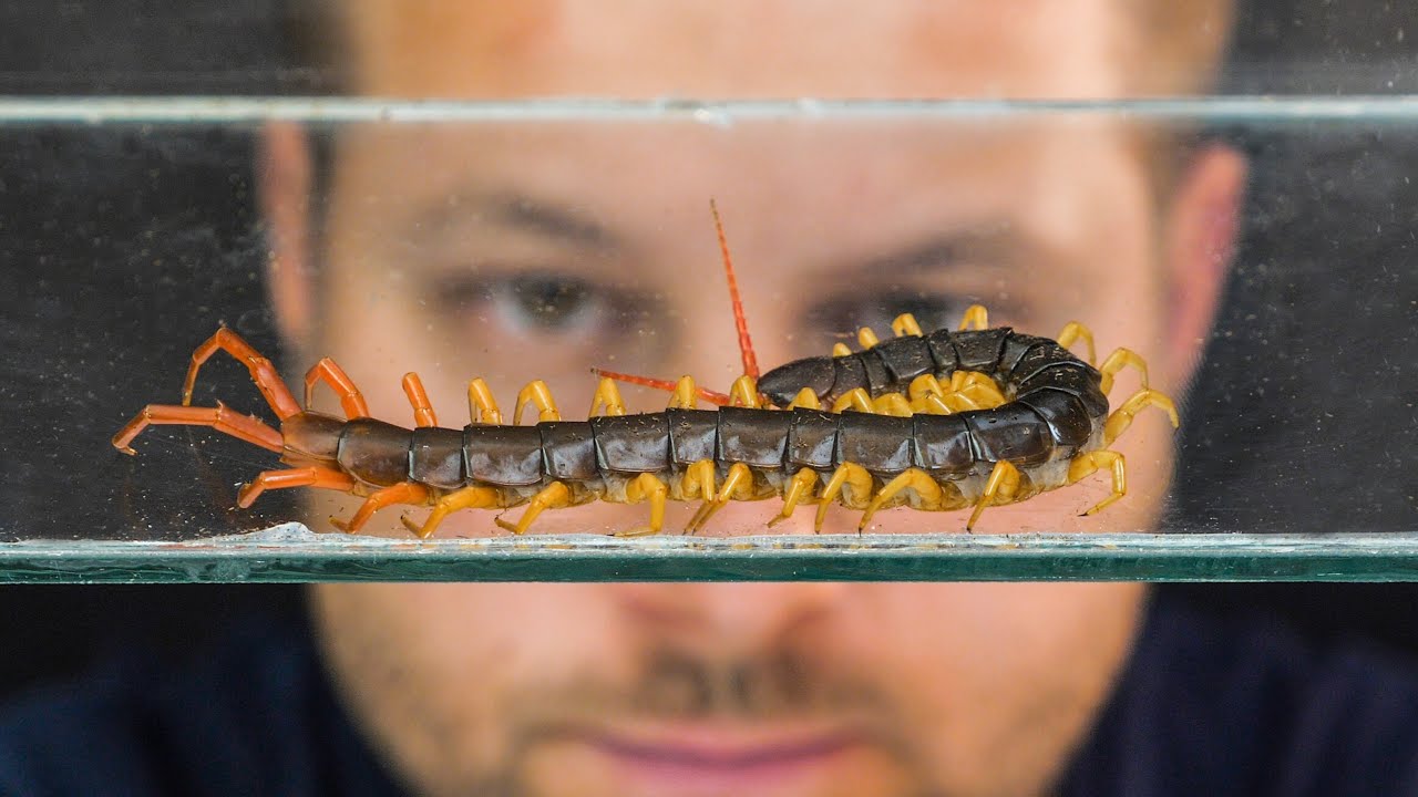 SKOLOPENDRA - ŚMIERTELNIE NIEBEZPIECZNE
