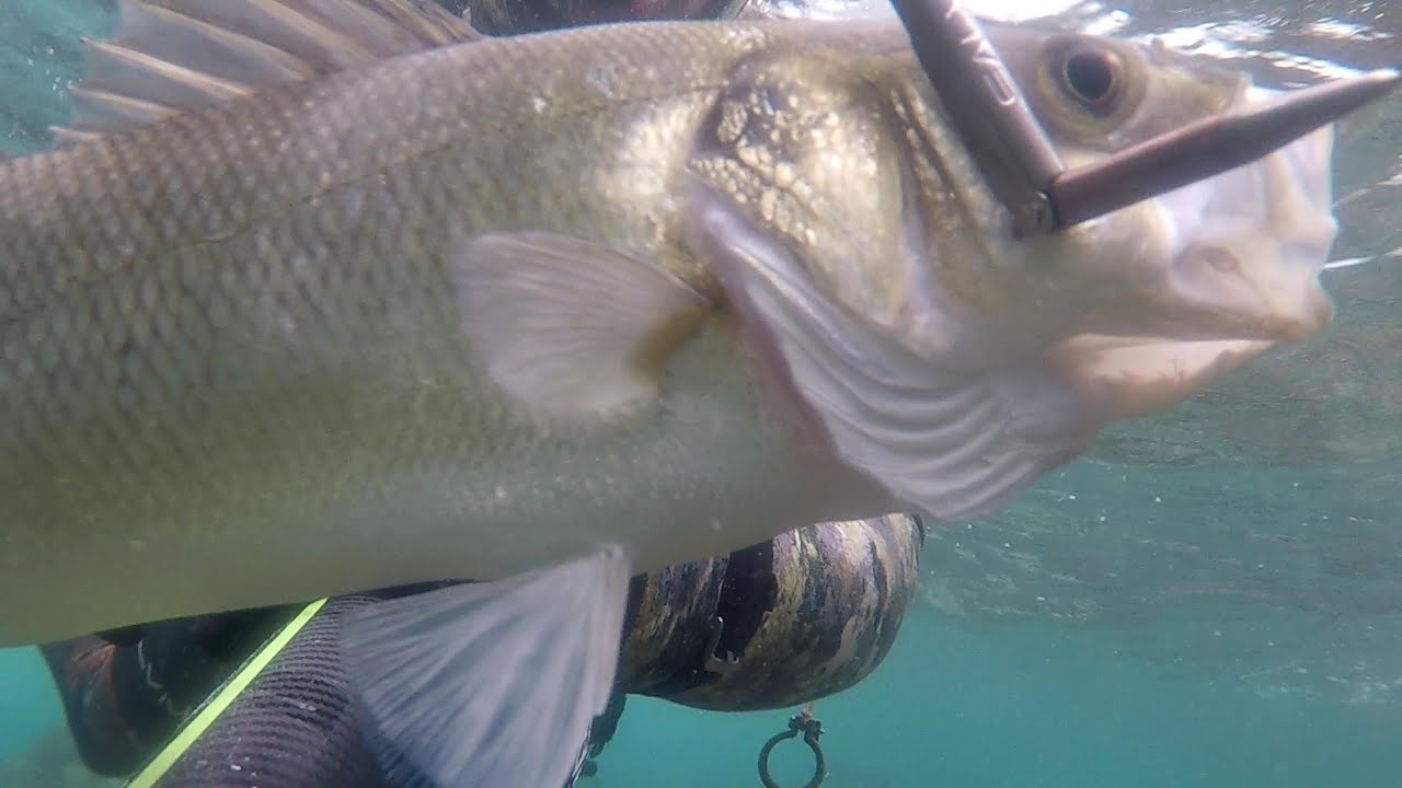 Primi tiri con Dark Side 85. Spigole, saraghi e qualche padellona... #pescasub #spearfishing